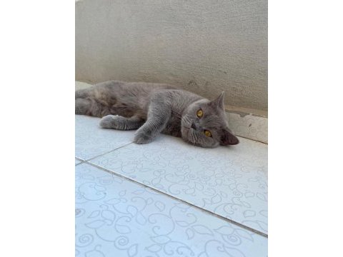 Damızlık british shorthair 3 yaşında