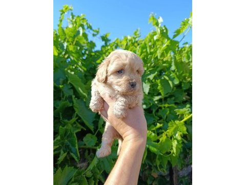 Maltipoo bebeklerim