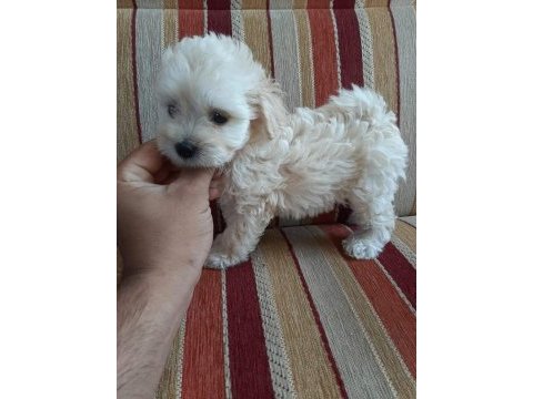 Kıvırcık maltipoo bebekler