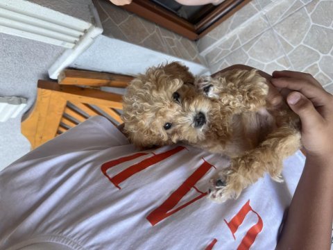 Dünya tatlısı apricot toy poodle