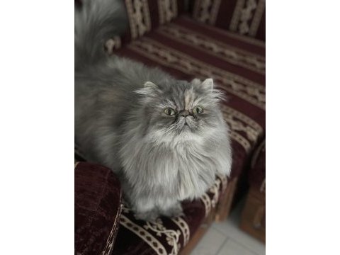 Nazlı güzel exotic kızım