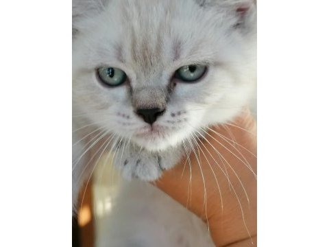 Sahibinden british blue point yavrular