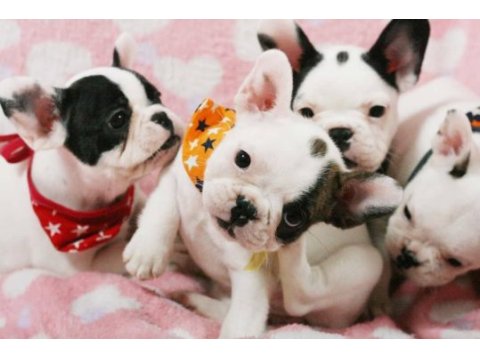 French bulldog yavruları