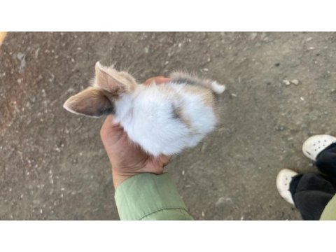 Hollanda lop yavru tavşan