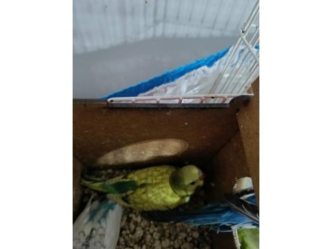 Anne baba 1 adet yavru muhabbet kuşu