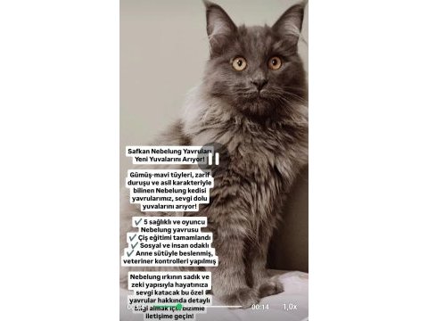 Manine coon dişi erkek