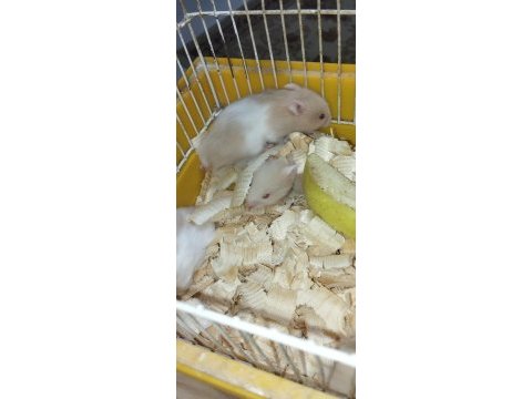 Bebek teddy syria hamster