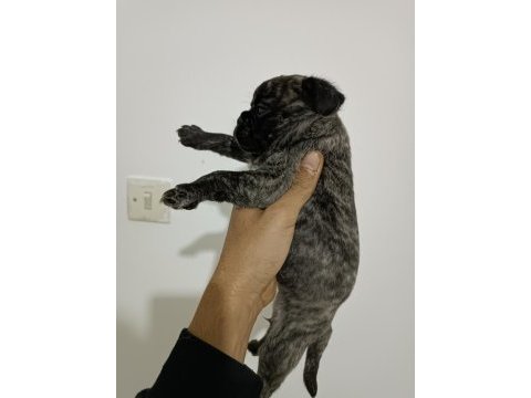 Hamburger surat pug yavruları