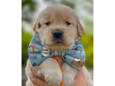 Golden retriever yavrularım