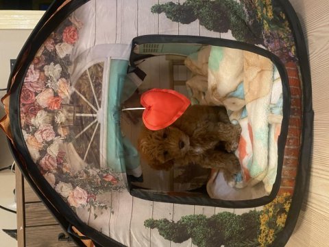 Anne baba belli toy poodle yavru
