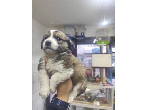 Rus finosu yavru köpeğimiz