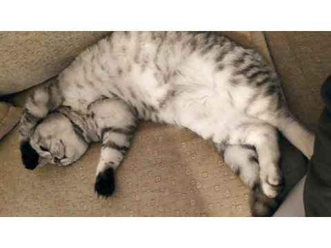 Aşıları tam ve kısırlaştırılmış british shorthair