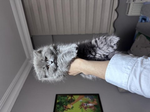 Ankaranın en iddialı dişi british longhair bebeği