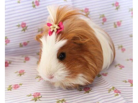 Guinea pigler
