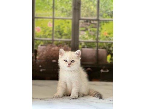 British shorthair silver yavrularım 