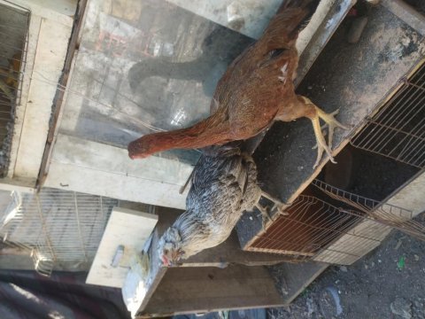 Kaza geçirdiğim dolayı tavuklarımı ve horozlarımı uyguna