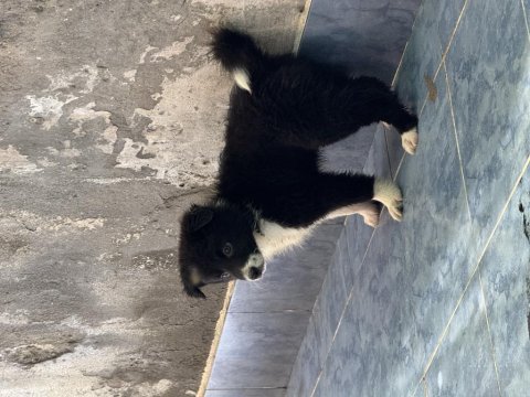 A kalite yavru köpekler