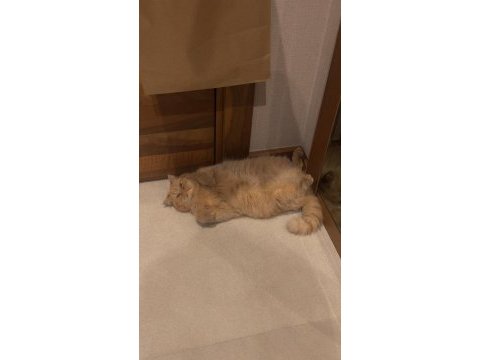 Exotic shorthair kediler