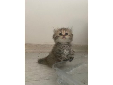 Show kalite dişi yavrular scottish fold