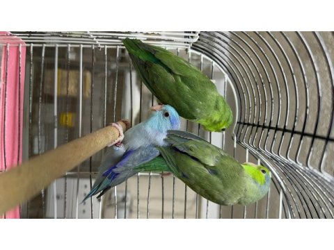 Yavru forpus papağanlar 2 erkek 1 dişi