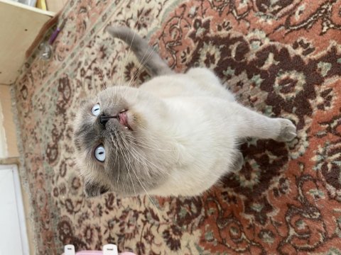 Bebeğimi sahiplendiriyorum scottish fold