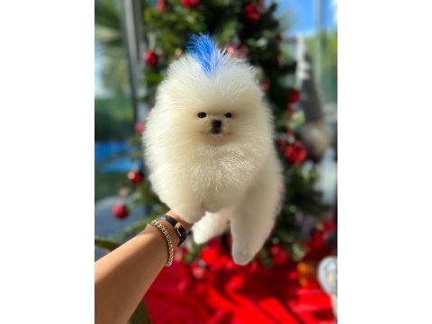 Bebek yüzlü kore poodle yavrumuz