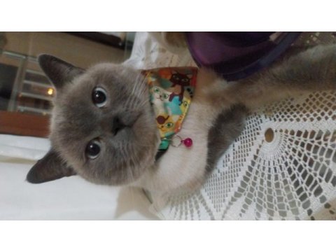2 yaşında british shorthair blue point kısır