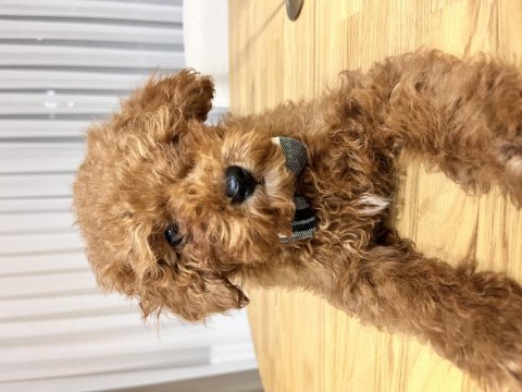 Tüm aşıları tam tuvalet eğitimli ve çipli poodle