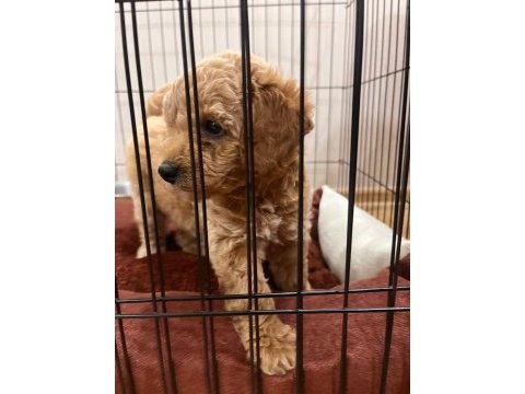 2 aylık toy poodle