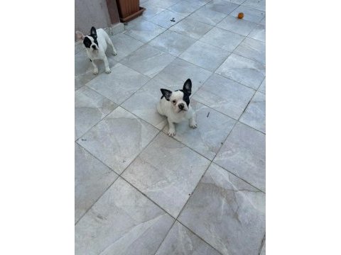 French bulldog yavru