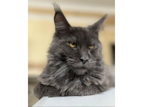 Sağlık ve ırk garantili minik maine coon devler