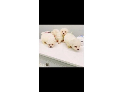 2 aylık maltipoo yavrularımız