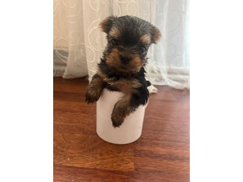 Yorki bebek köpekler
