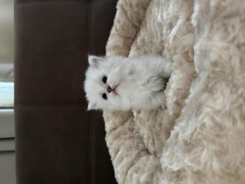 British longhair bebekler