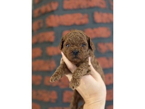 Poodle bebeklerim yeni ailelerimi arıyor