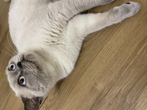 7 aylık bluepoint dişi british shorthair