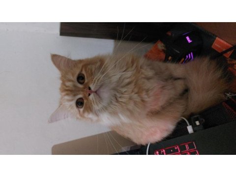Ragdoll kızımızı ve oğlumuzun sahiplendirmek istiyorum
