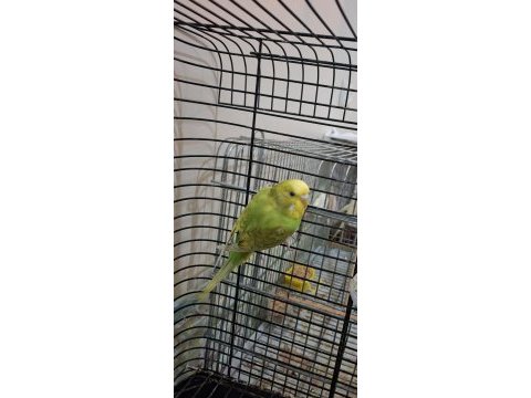 Süper yavru muhabbet kuşu