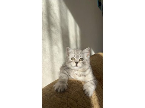 Tuvalet eğitimi var oyun oynamayı seven british shorthair