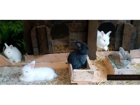 Secerelı angora tavşanları