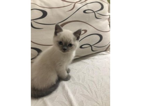 British shorthair yavrularım yuvalarını bekliyor