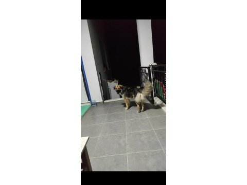 Ücretsiz sahiplendirme köpeğimiz