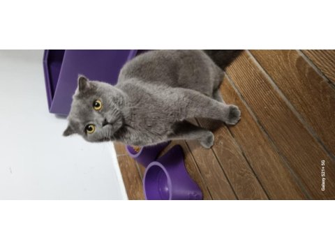 8 aylık erkek scottish fold