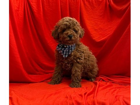 Mersin toy poodle