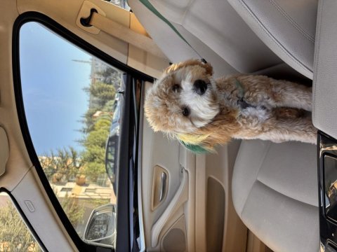 Adı karamel 6 aylık maltipoo