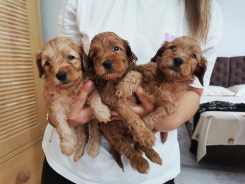 24 mayıs doğumlu maltipoo yavrular