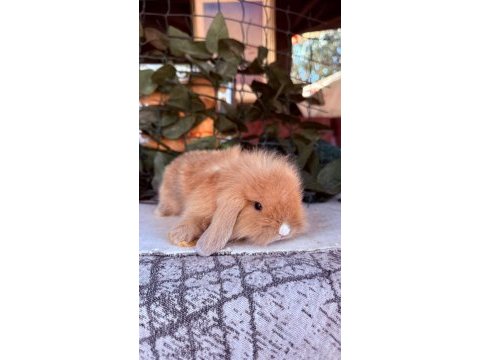 Orjinal hollanda teddy lop tavşan yavrular