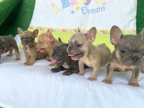 French bulldog