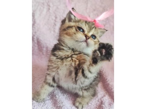 58 günlük tabby renk dişi yavrumuz yeni yuvasına hazır kedim