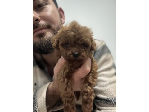 Orijinal toy poodle bebekler